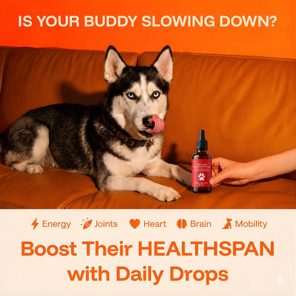 Longevity Drops — NAD+ & NMN Healthy Aging & Cellular Vitality for Dogs