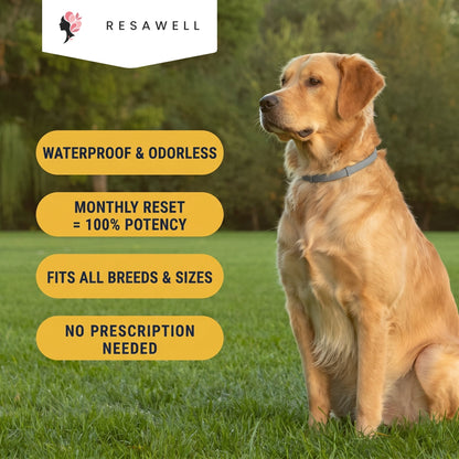 Flea & Tick Collar — Maximum Strength Protection Against Fleas, Ticks & Lice for Dogs