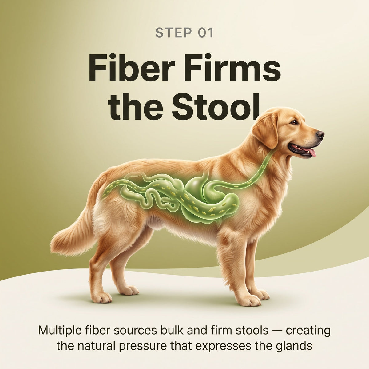 Anal Gland Chews — Scooting Relief, Gland Health & Digestive Support for Dogs | detail 5