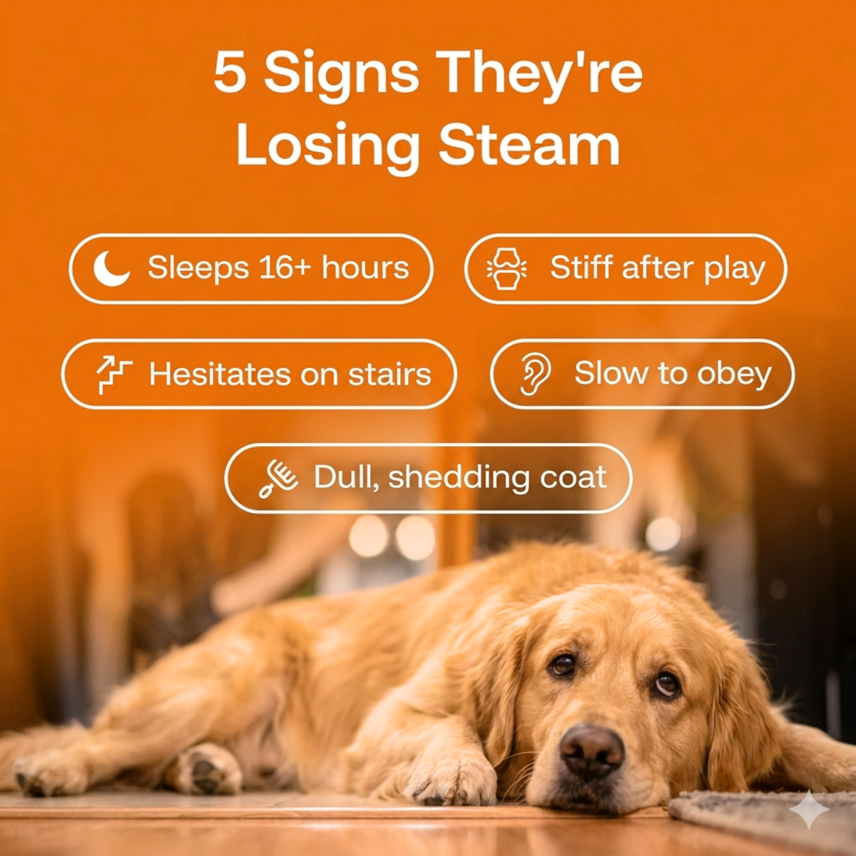 Longevity Drops — NAD+ & NMN Healthy Aging & Cellular Vitality for Dogs | gallery 3