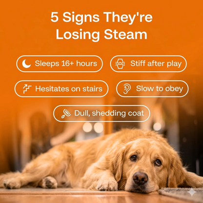 Longevity Drops — NAD+ & NMN Healthy Aging & Cellular Vitality for Dogs | gallery 3