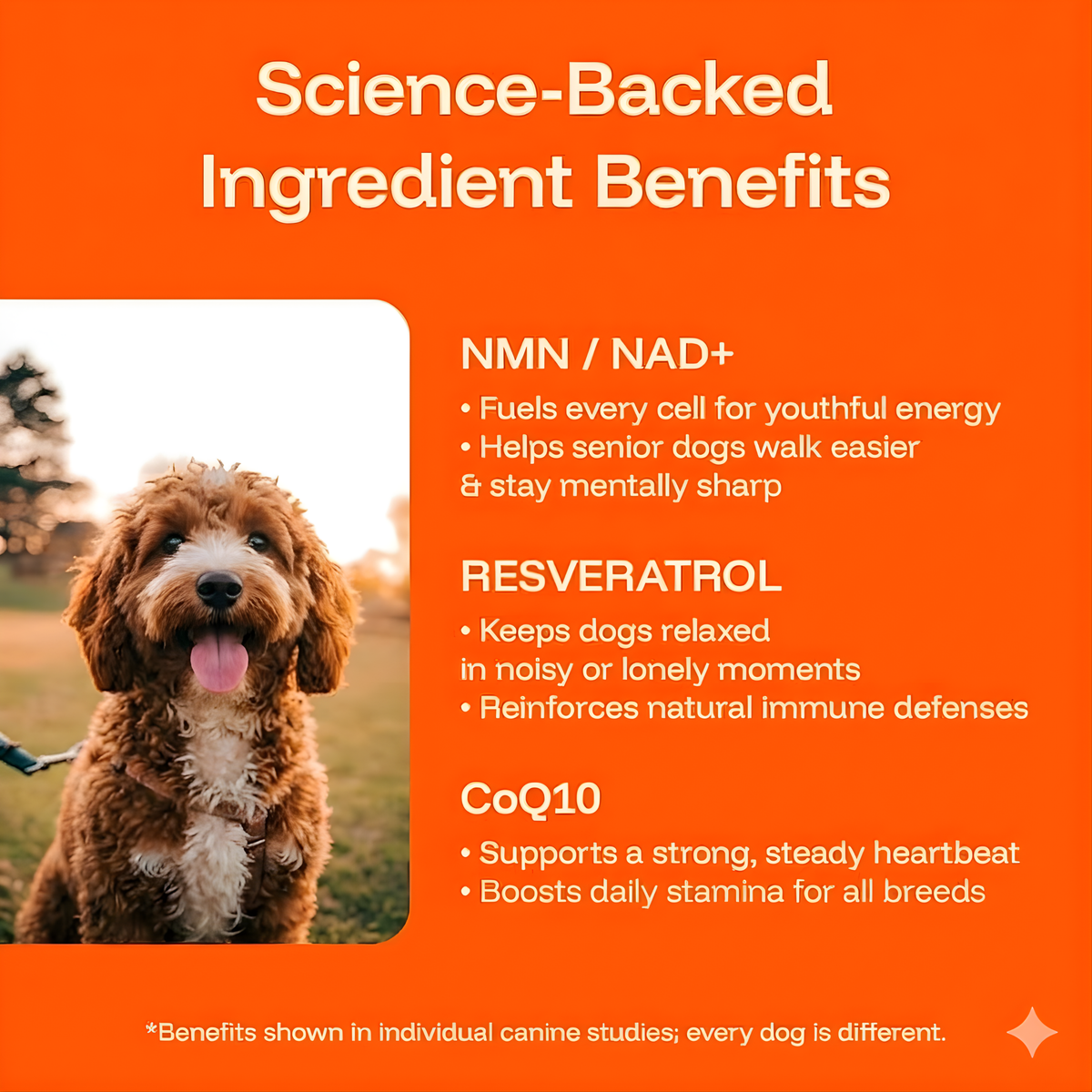 Longevity Drops — NAD+ & NMN Healthy Aging & Cellular Vitality for Dogs | gallery 5