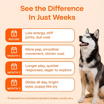 Longevity Drops — NAD+ & NMN Healthy Aging & Cellular Vitality for Dogs | gallery 6