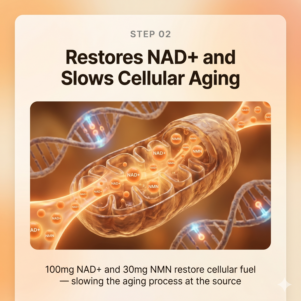 Longevity Drops — NAD+ & NMN Healthy Aging & Cellular Vitality for Dogs | detail 8