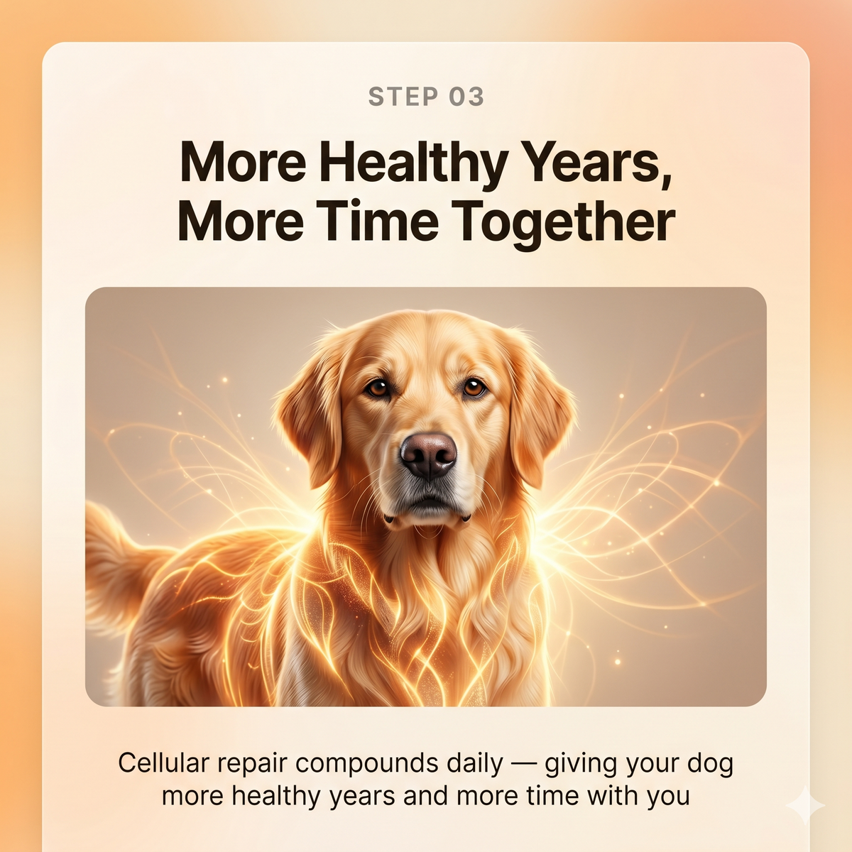 Longevity Drops — NAD+ & NMN Healthy Aging & Cellular Vitality for Dogs | detail 9